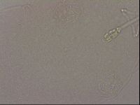 Hypsibius dujardini image