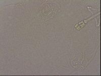 Hypsibius dujardini image