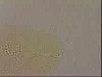 Hypsibius dujardini image