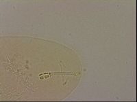 Hypsibius dujardini image