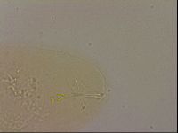 Hypsibius dujardini image