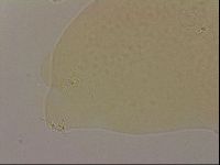 Hypsibius dujardini image