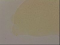 Hypsibius dujardini image