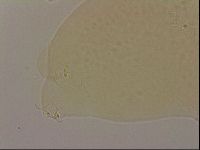 Hypsibius dujardini image