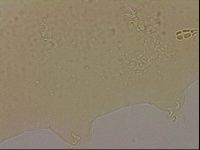 Hypsibius dujardini image