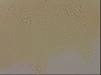Hypsibius dujardini image