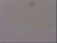 Hypsibius dujardini image