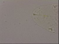 Hypsibius dujardini image