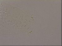 Hypsibius dujardini image