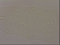 Hypsibius dujardini image