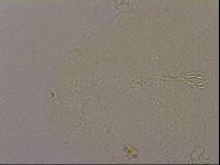 Hypsibius dujardini image