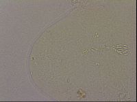 Hypsibius dujardini image