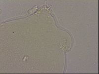 Hypsibius dujardini image