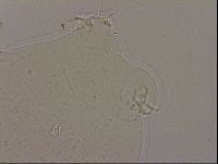 Hypsibius dujardini image