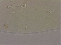 Hypsibius dujardini image