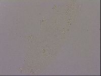 Hypsibius dujardini image
