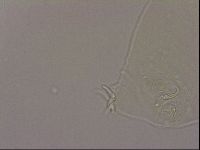 Hypsibius dujardini image