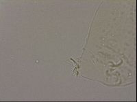 Hypsibius dujardini image