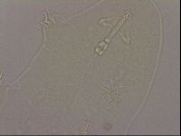 Hypsibius dujardini image