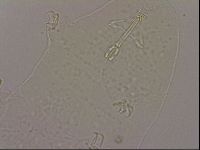 Hypsibius dujardini image