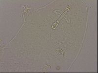 Hypsibius dujardini image