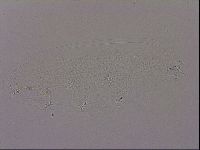 Hypsibius dujardini image
