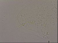 Hypsibius dujardini image
