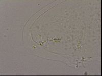 Hypsibius dujardini image