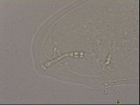 Hypsibius dujardini image