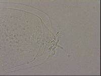 Hypsibius dujardini image