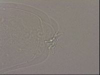 Hypsibius dujardini image