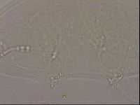 Hypsibius dujardini image