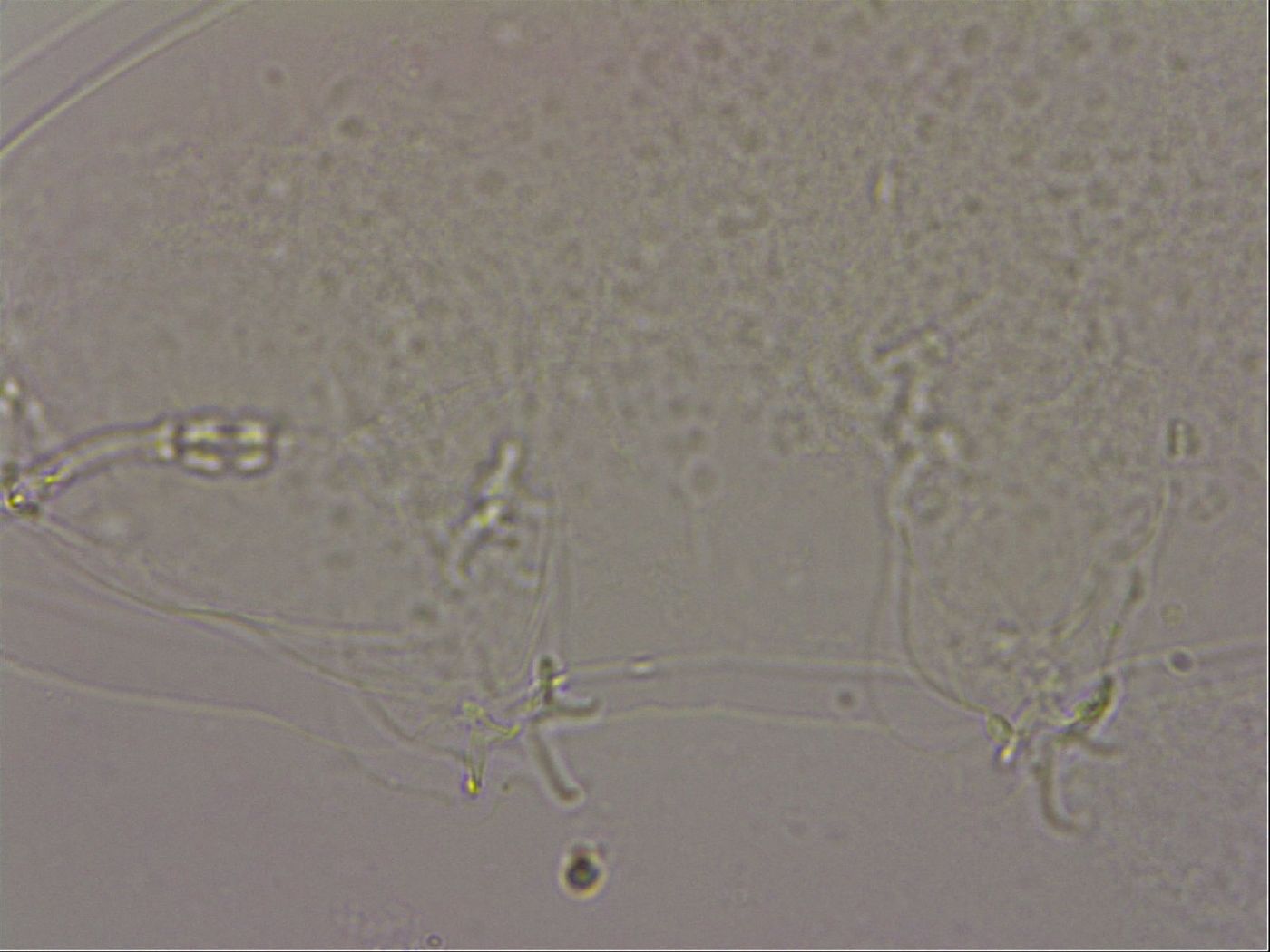 Hypsibius dujardini image