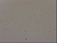 Hypsibius dujardini image