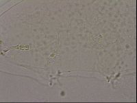 Hypsibius dujardini image