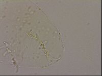 Hypsibius dujardini image