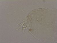 Hypsibius dujardini image