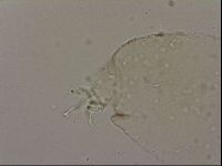 Hypsibius dujardini image