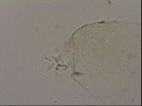 Hypsibius dujardini image