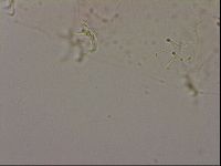 Hypsibius dujardini image