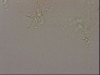 Hypsibius dujardini image