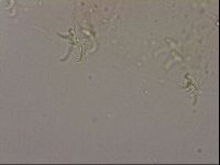 Hypsibius dujardini image