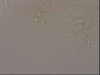 Hypsibius dujardini image