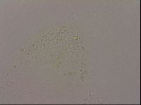 Hypsibius dujardini image