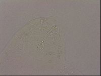 Hypsibius dujardini image