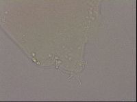 Hypsibius dujardini image