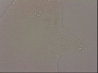 Hypsibius dujardini image