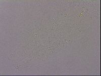 Hypsibius dujardini image