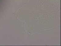 Hypsibius dujardini image
