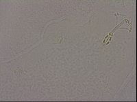 Hypsibius dujardini image
